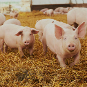 herd of young piglet on hay and straw at pig breeding farm